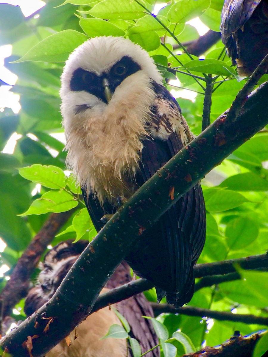 Black-and-white Owl - ML646272578