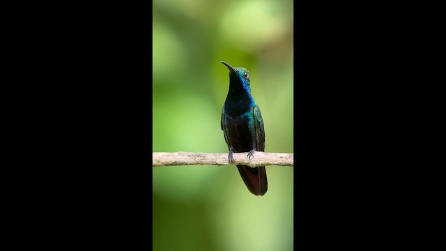 Black-throated Mango - ML646272580