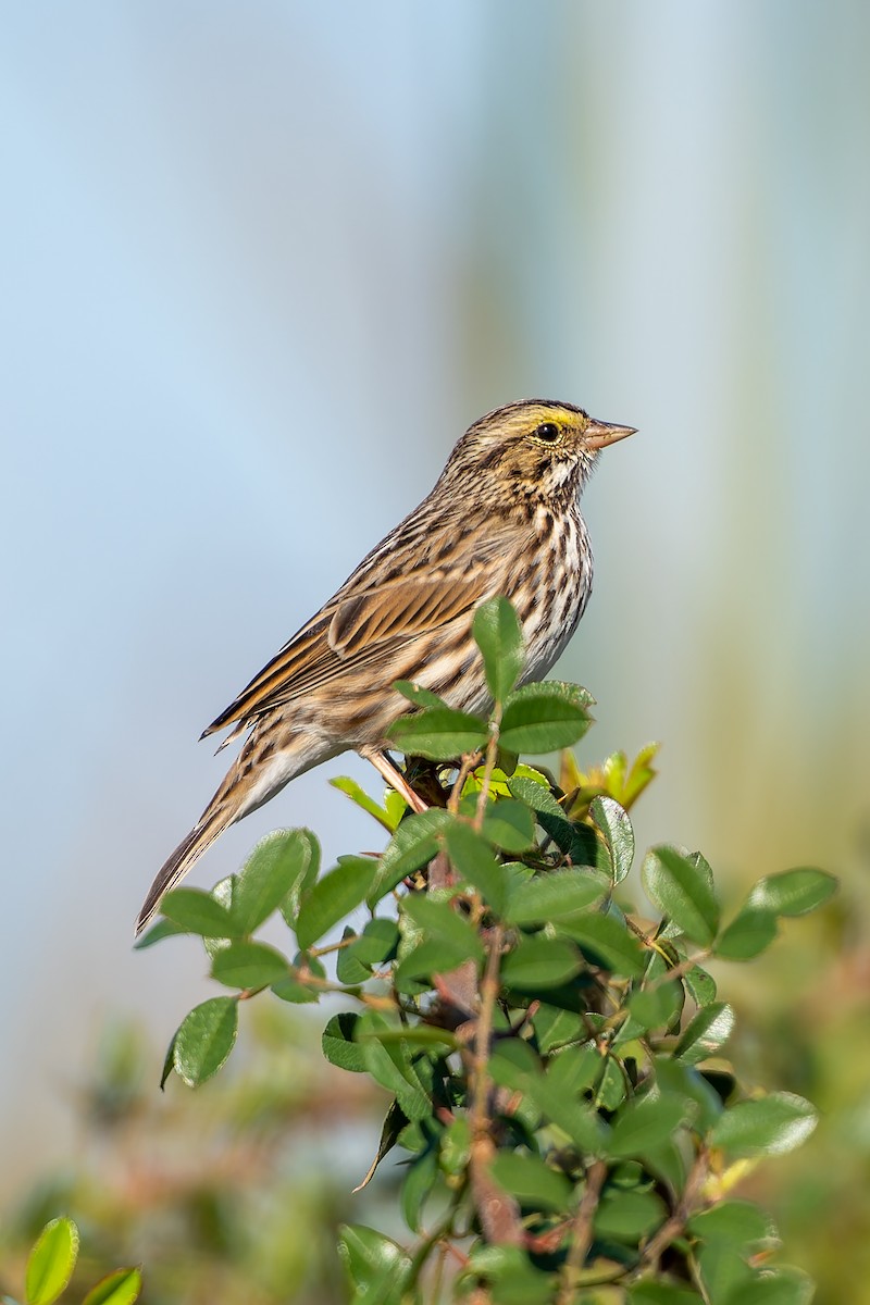 Savannah Sparrow - ML646272581
