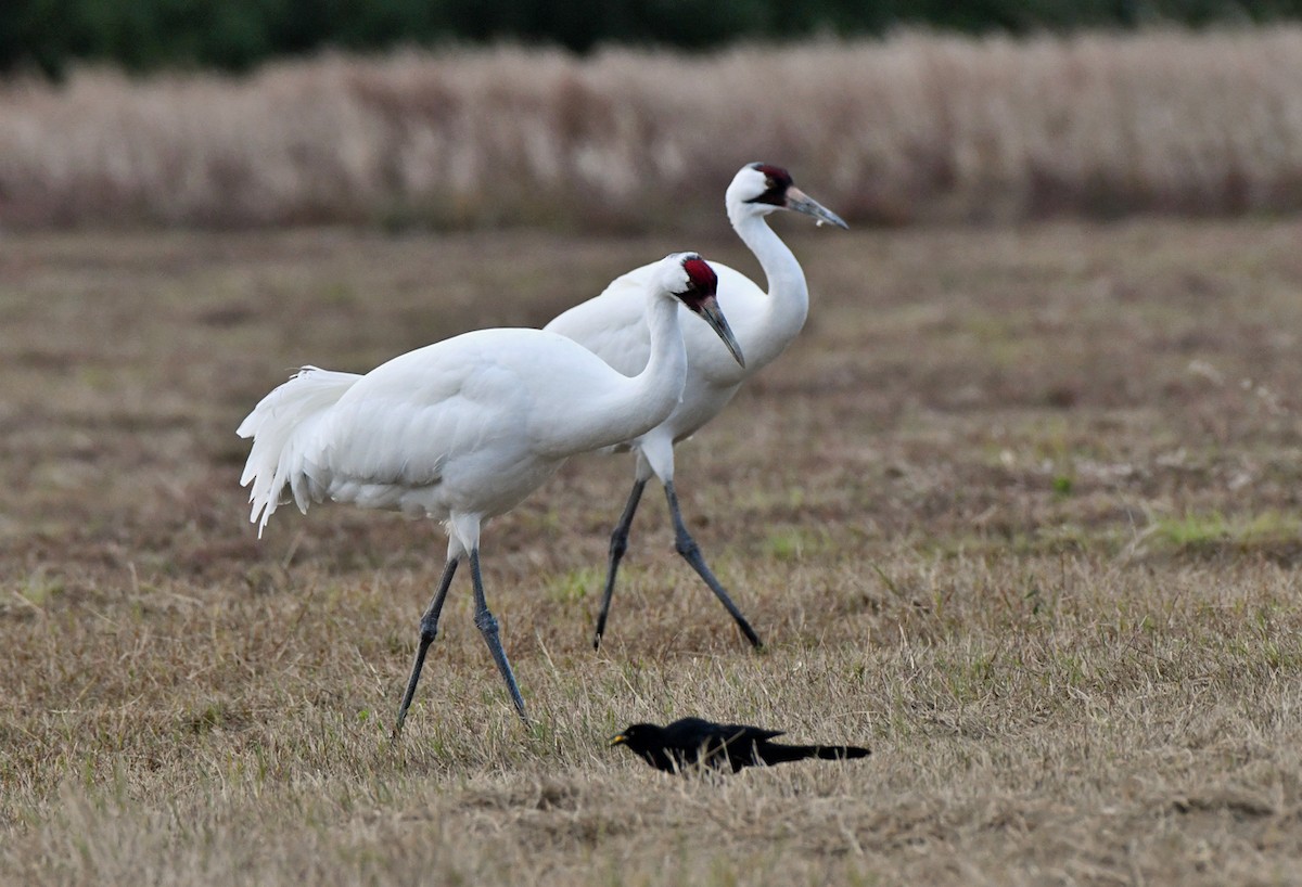 trompettrane - ML646272582