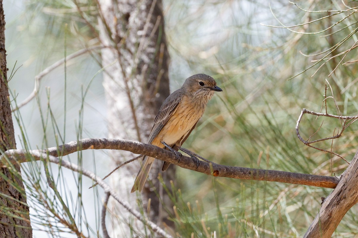 Rufous Whistler - ML646272583