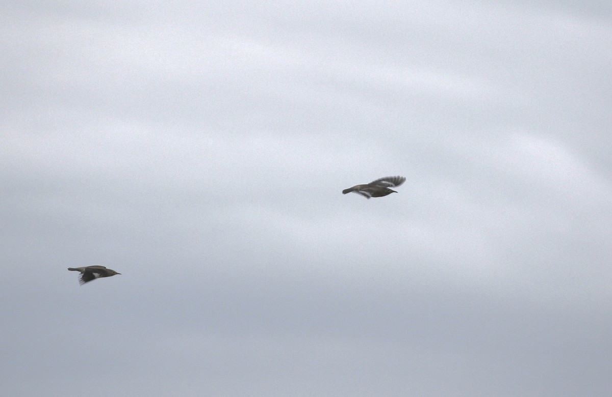 Улаан хошуут тодол - ML646272585