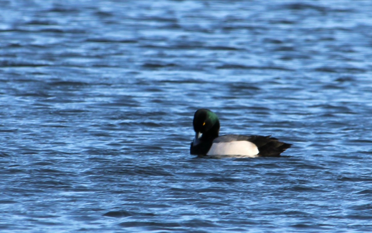 Greater Scaup - ML646272586