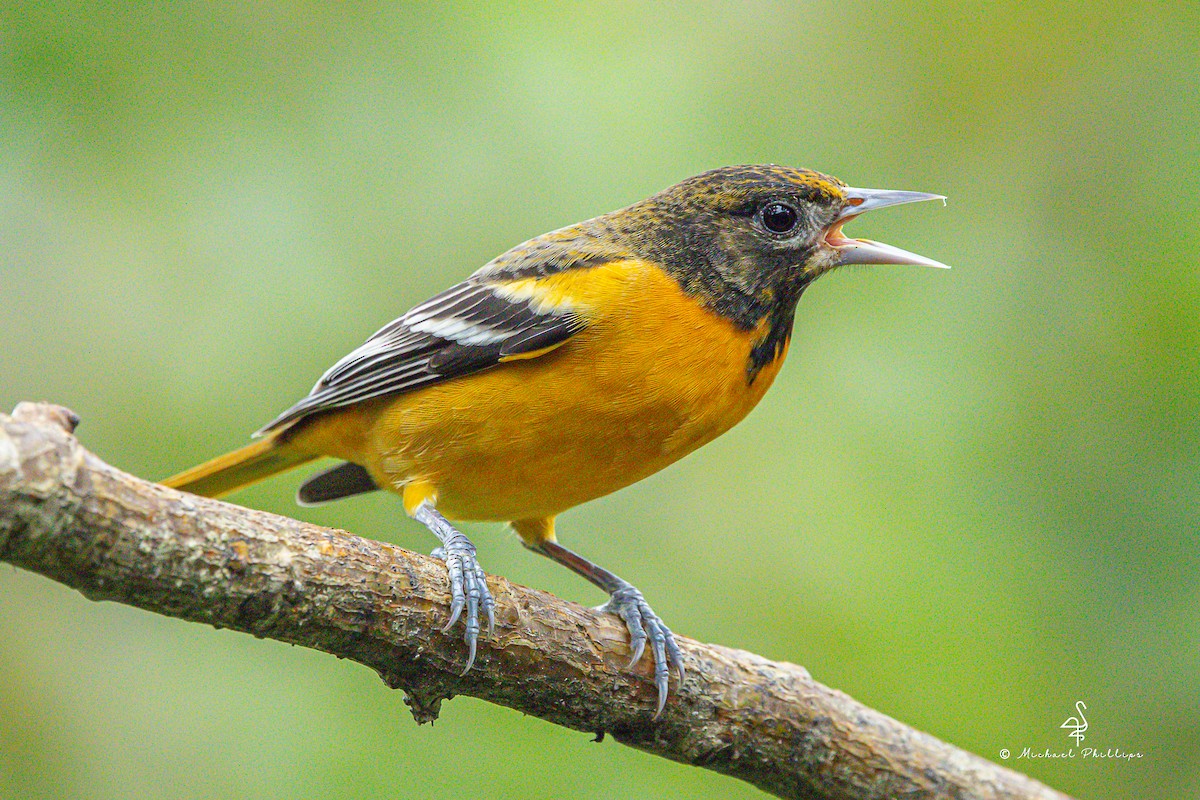 Балтиморский трупиал - ML646272588