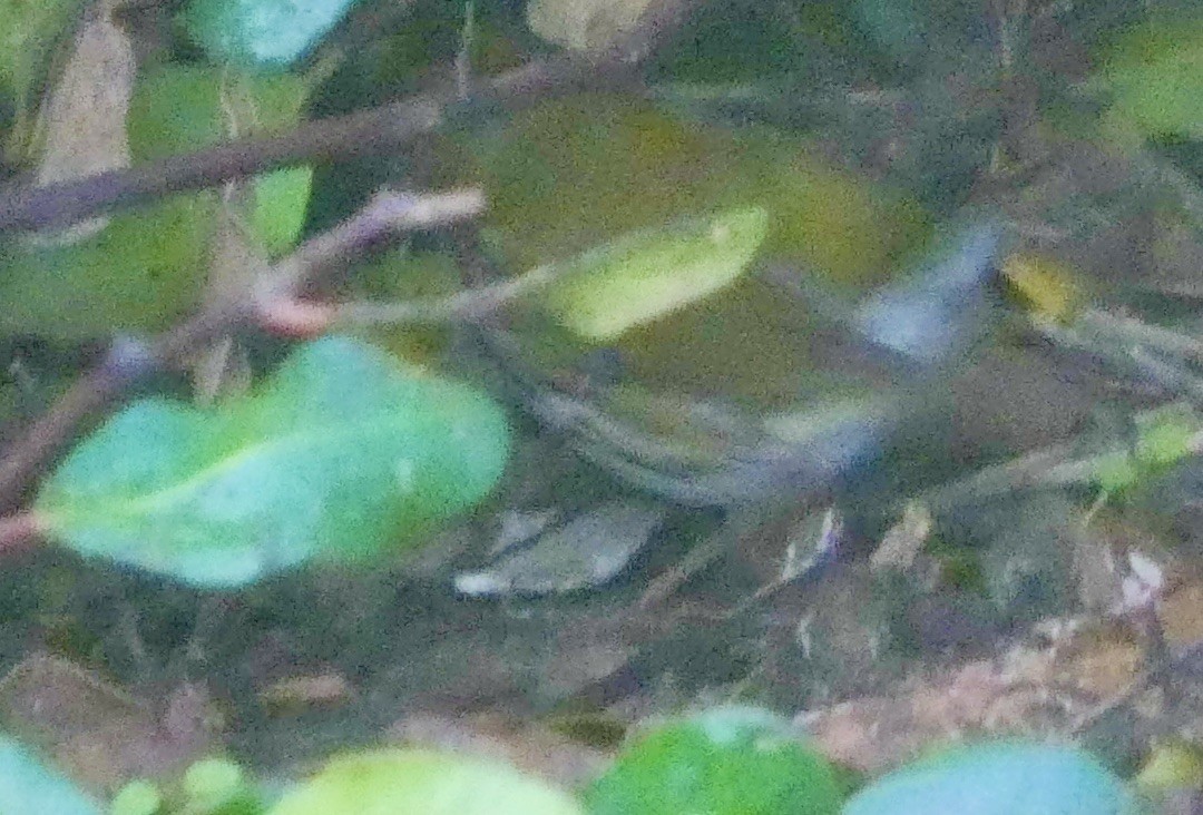 Ovenbird - ML646272591