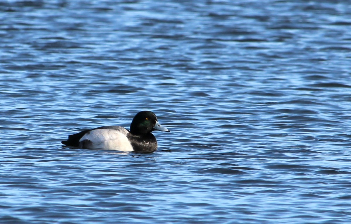 Greater Scaup - ML646272592