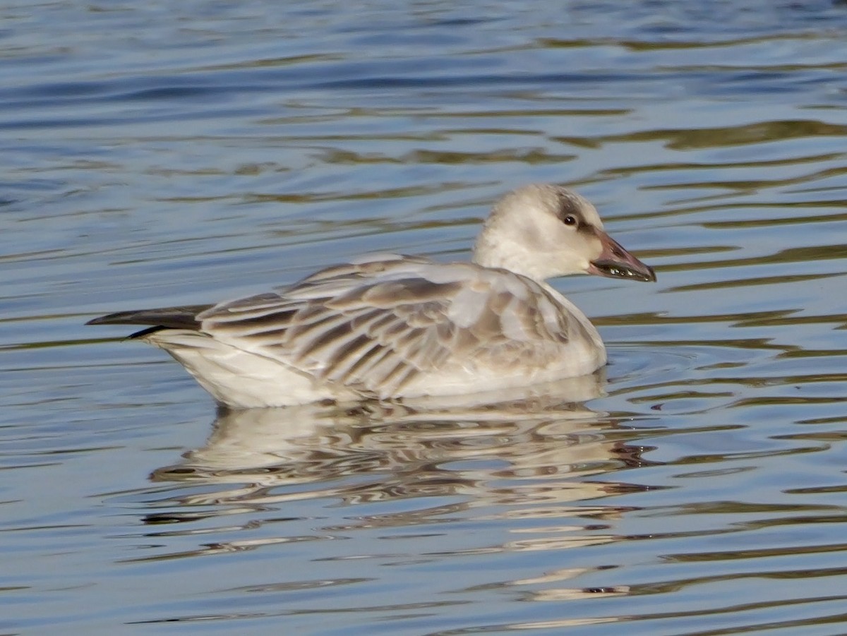 Snow Goose - ML646272597