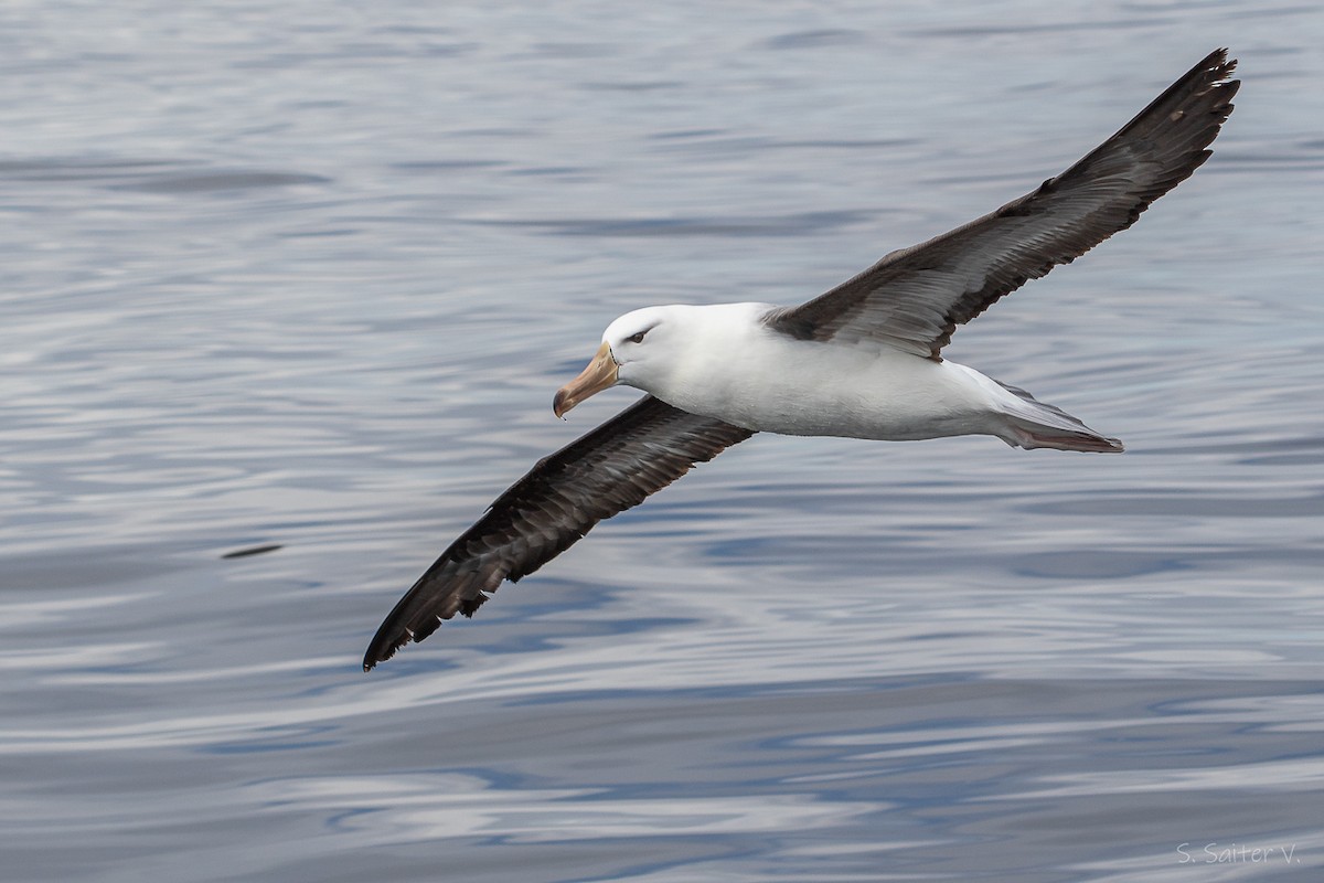 Albatro sopracciglineri - ML646272599