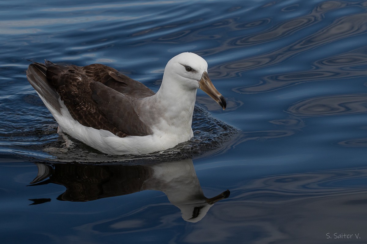Albatro sopracciglineri - ML646272600