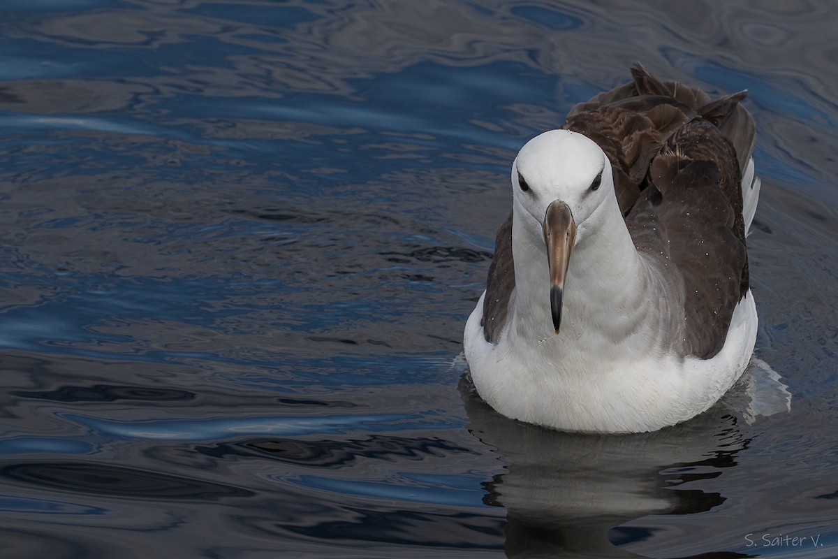Albatro sopracciglineri - ML646272601