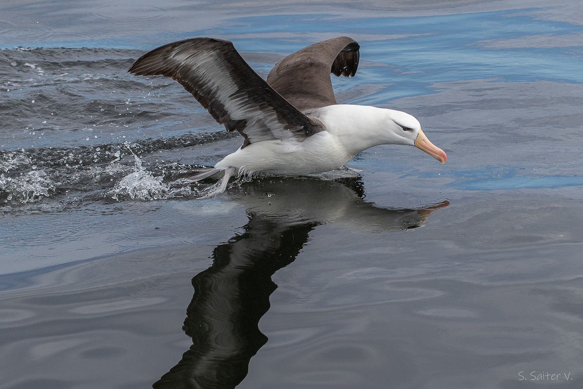 Albatro sopracciglineri - ML646272602