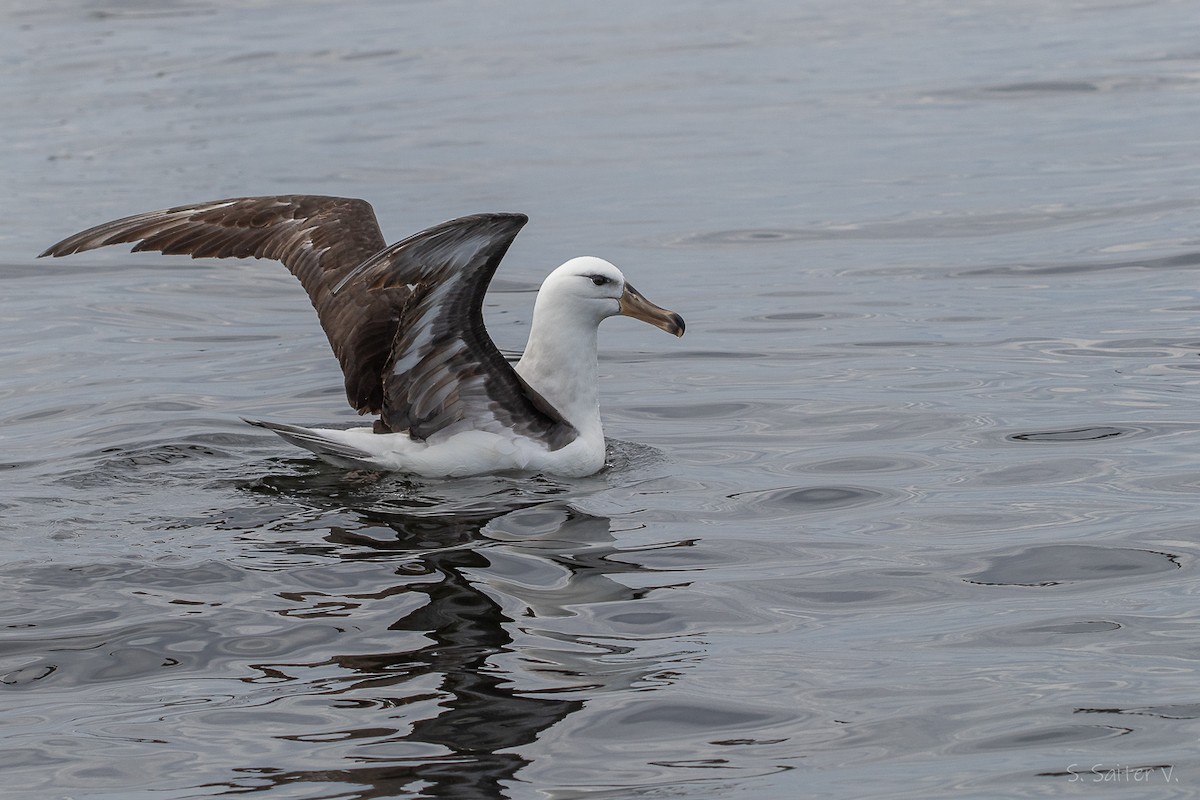 Albatro sopracciglineri - ML646272603