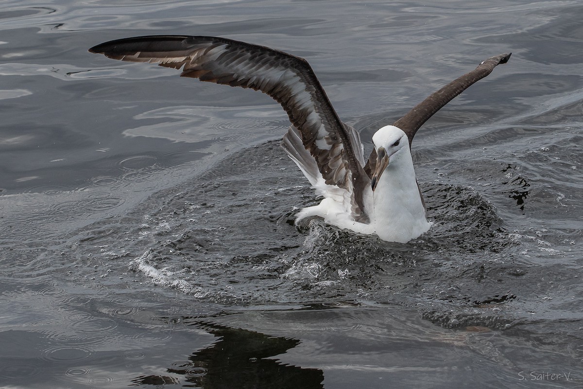 Albatro sopracciglineri - ML646272604