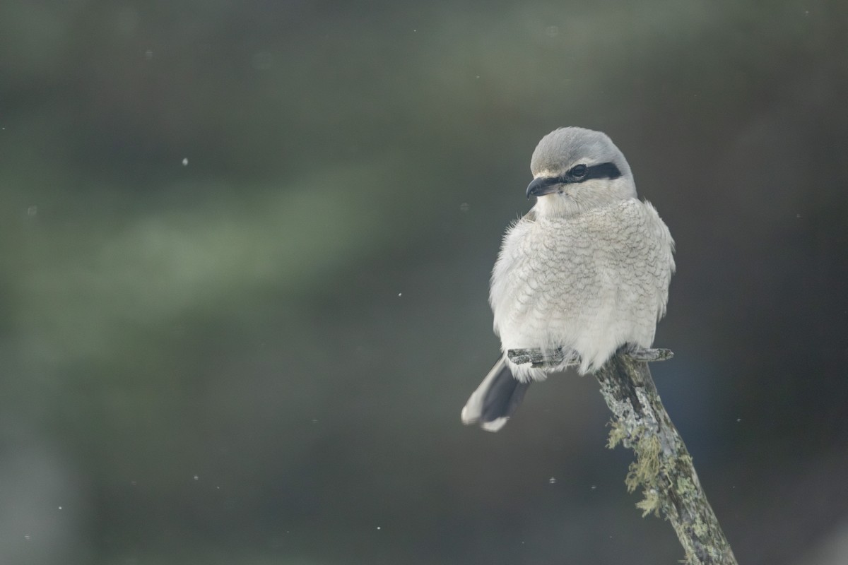 Antzandobi boreala - ML646272607