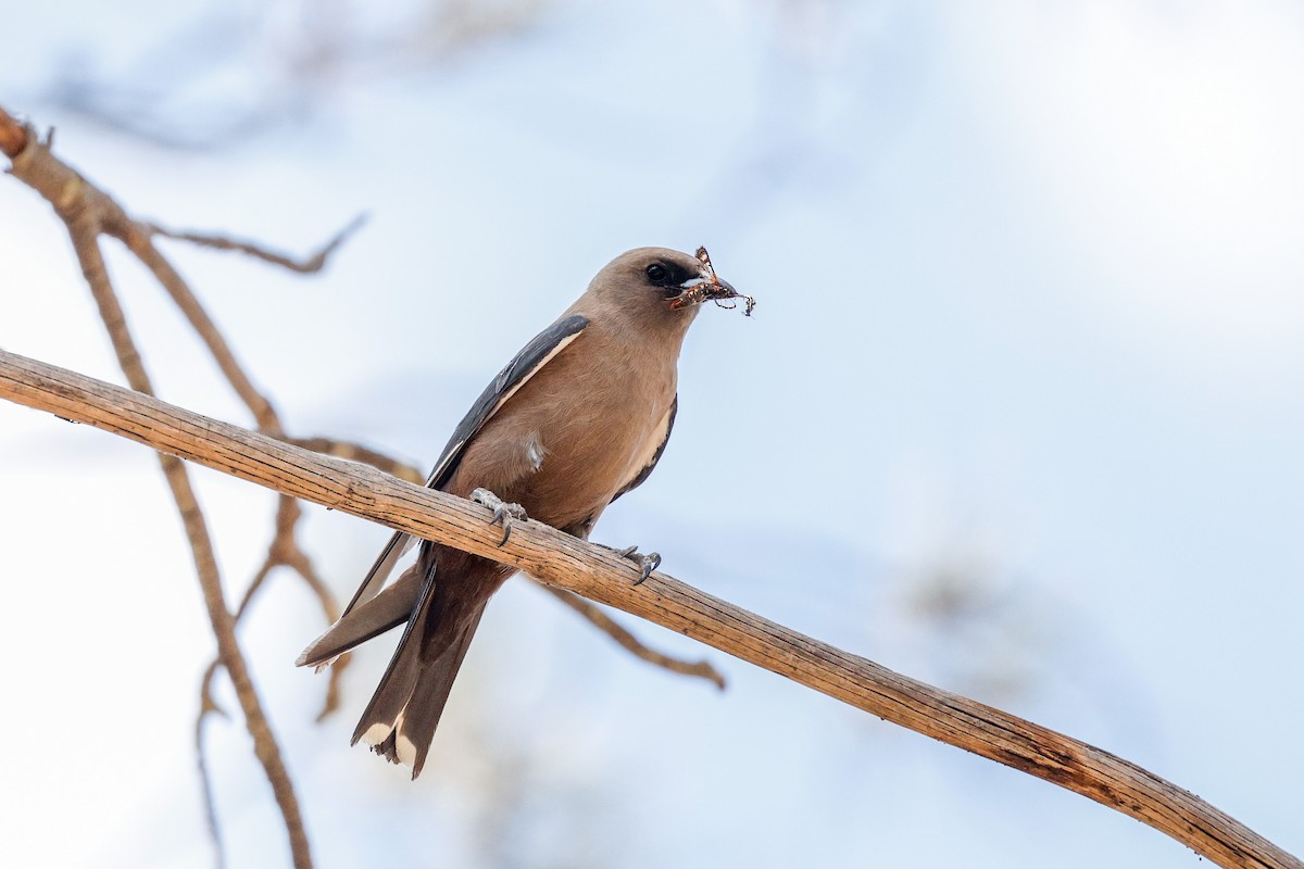 Dusky Woodswallow - ML646272613