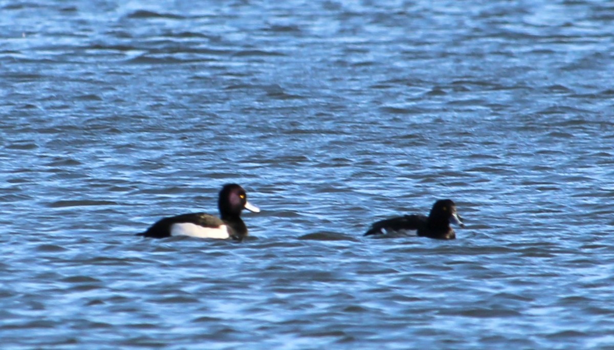 コスズガモ - ML646272615