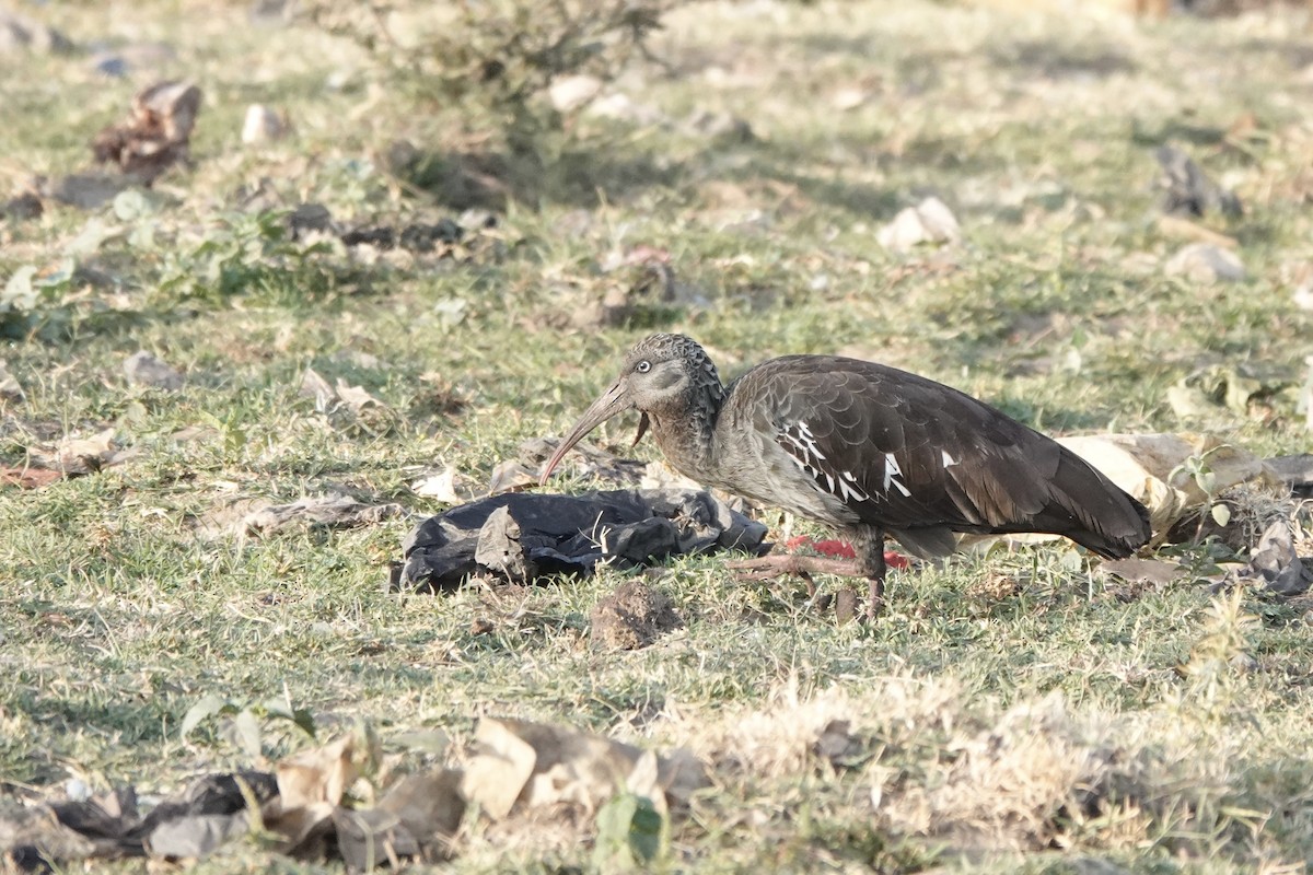 Klunkeribis - ML646272616