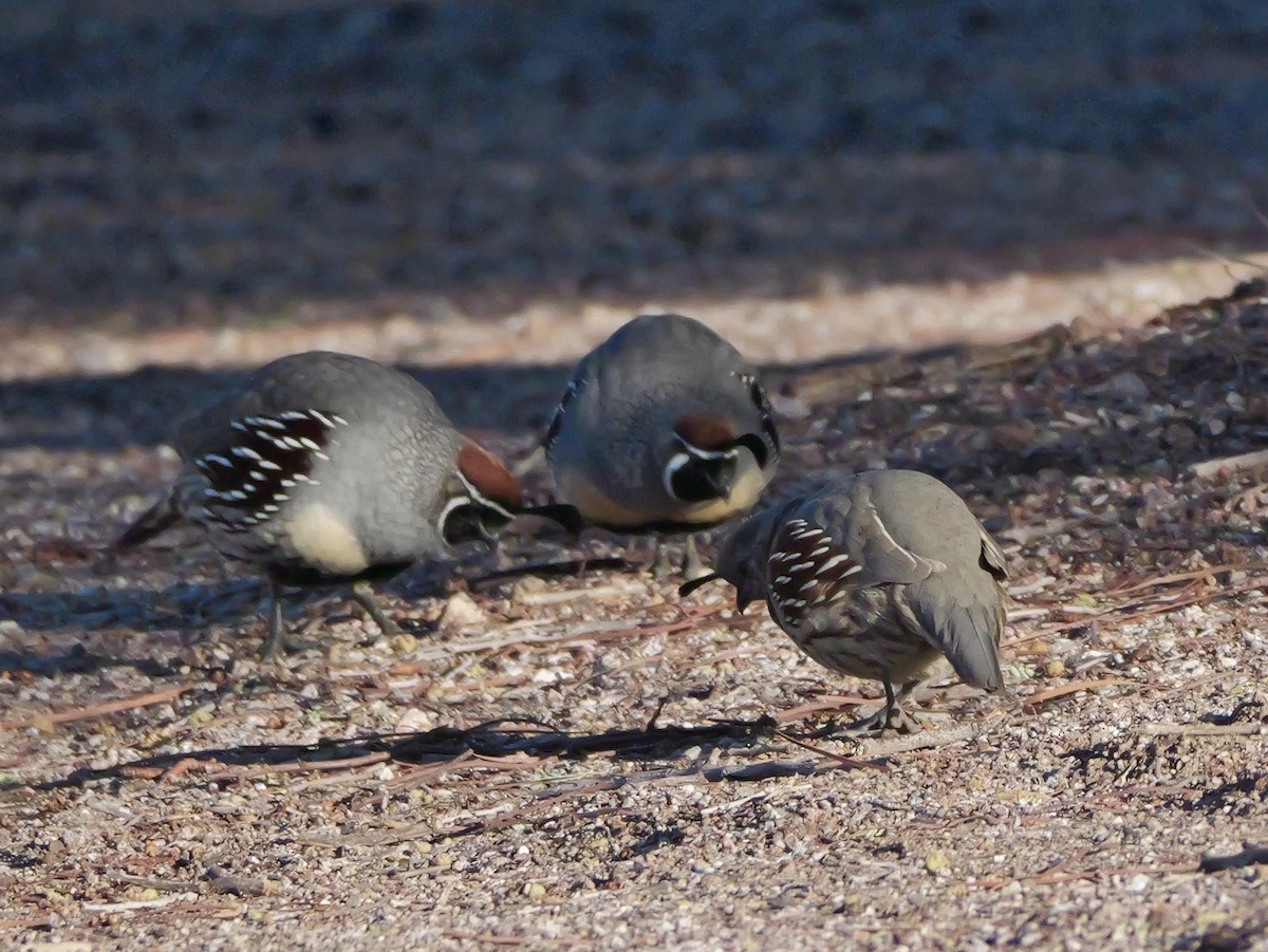 Gambel's Quail - ML646272618