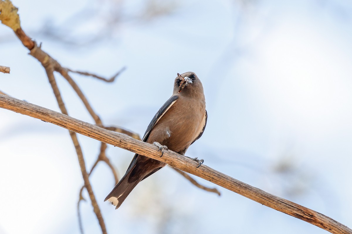 Dusky Woodswallow - ML646272621