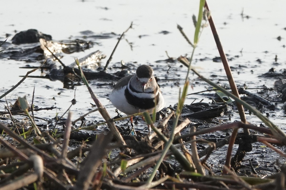 Dreiband-Regenpfeifer - ML646272622