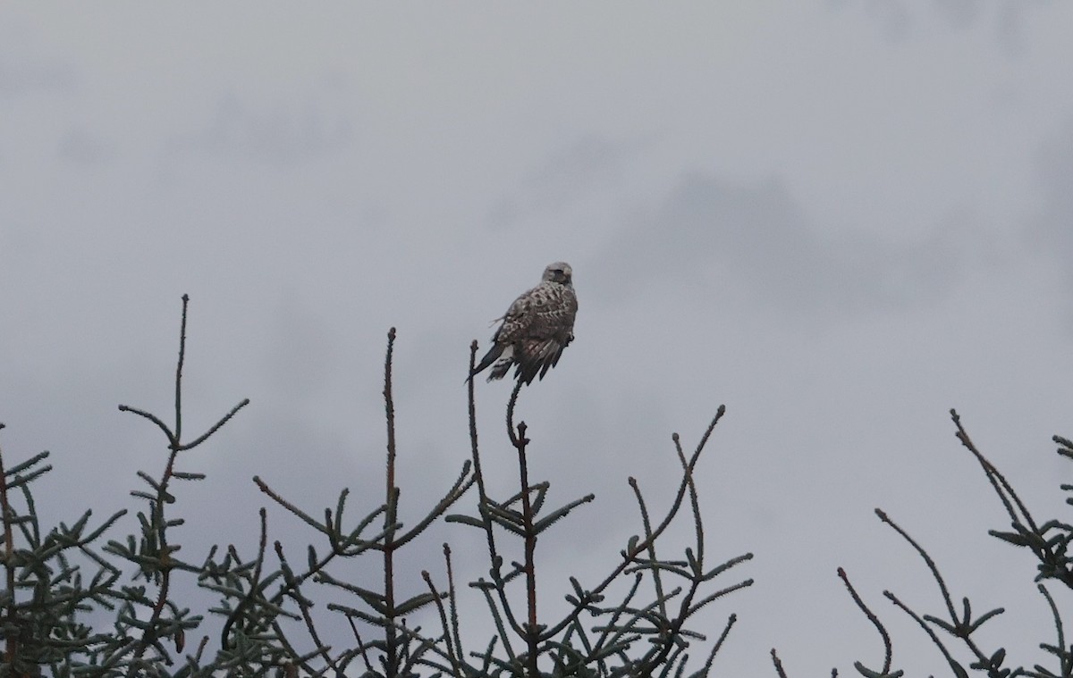 Rough-legged Hawk - ML646272625