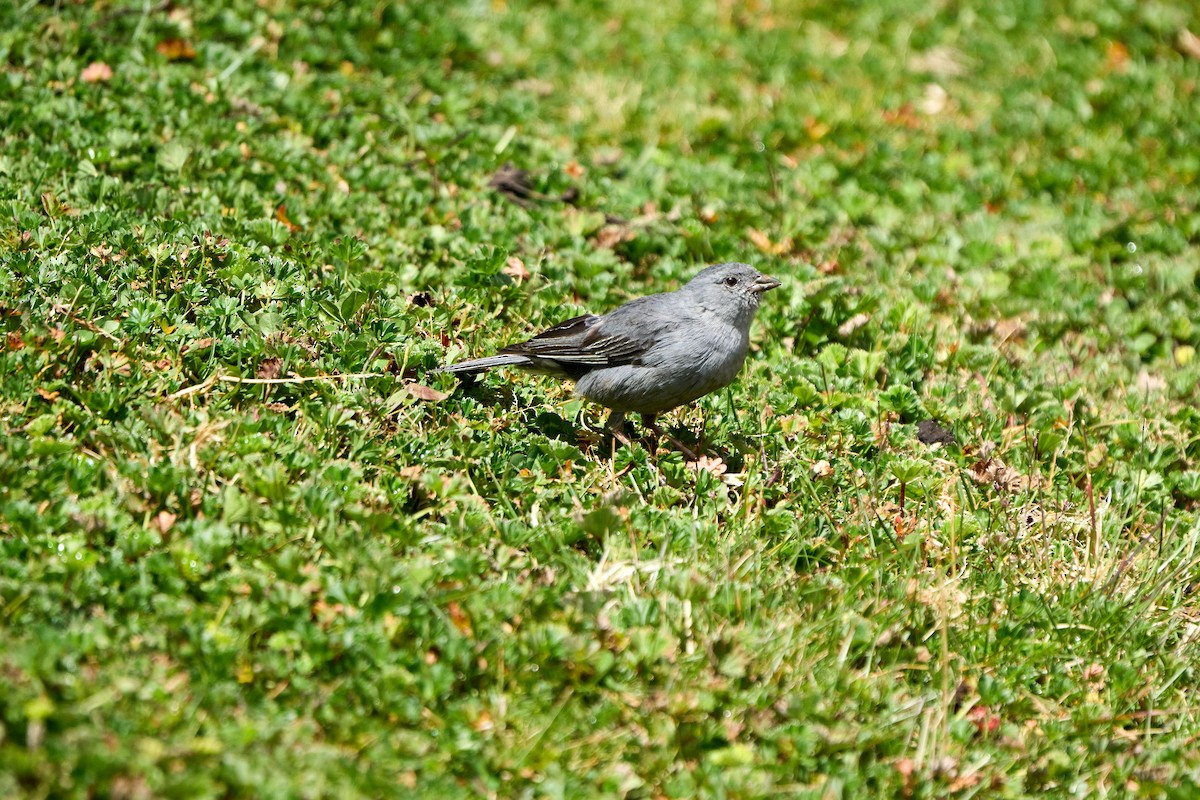 Plumbeous Sierra Finch - ML646272628