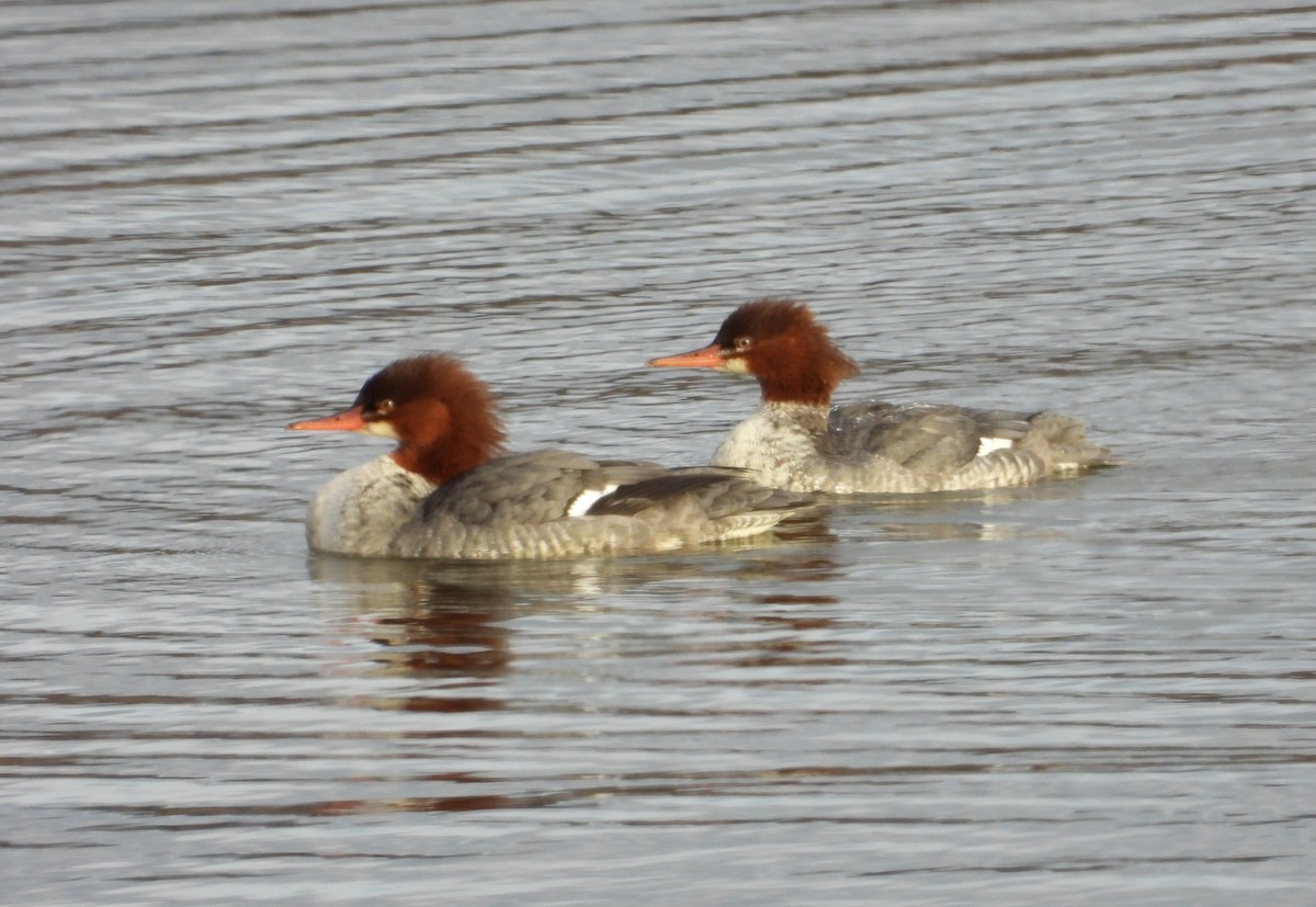 Common Merganser - ML646272631