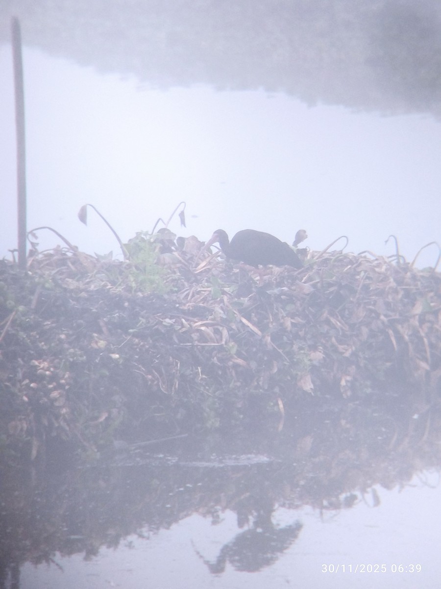 Ibis Afeitado - ML646272632