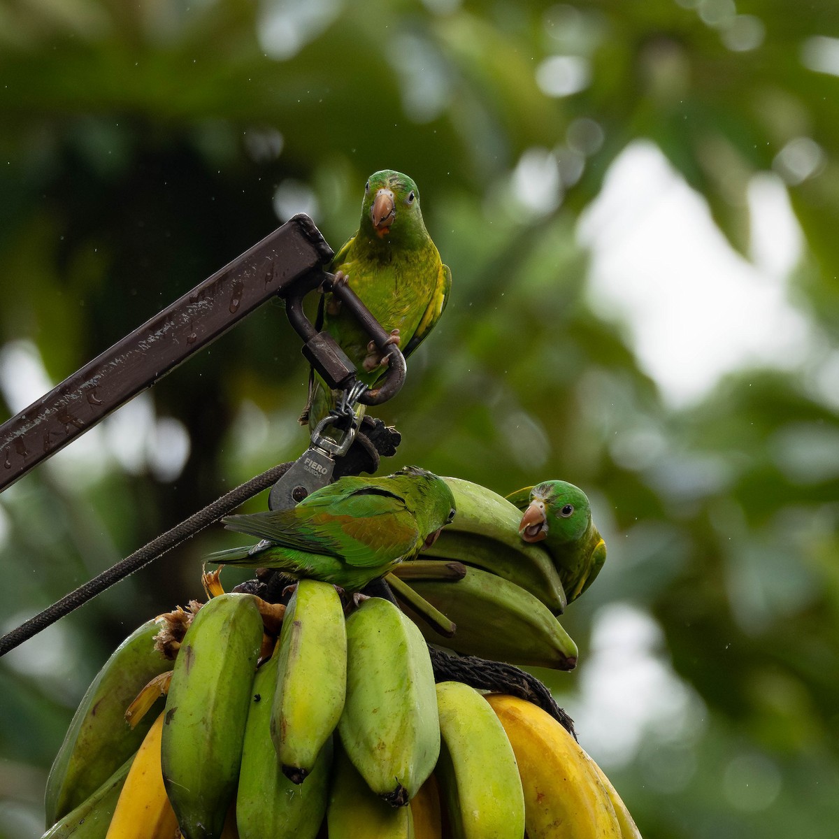 Orange-chinned Parakeet - ML646272635