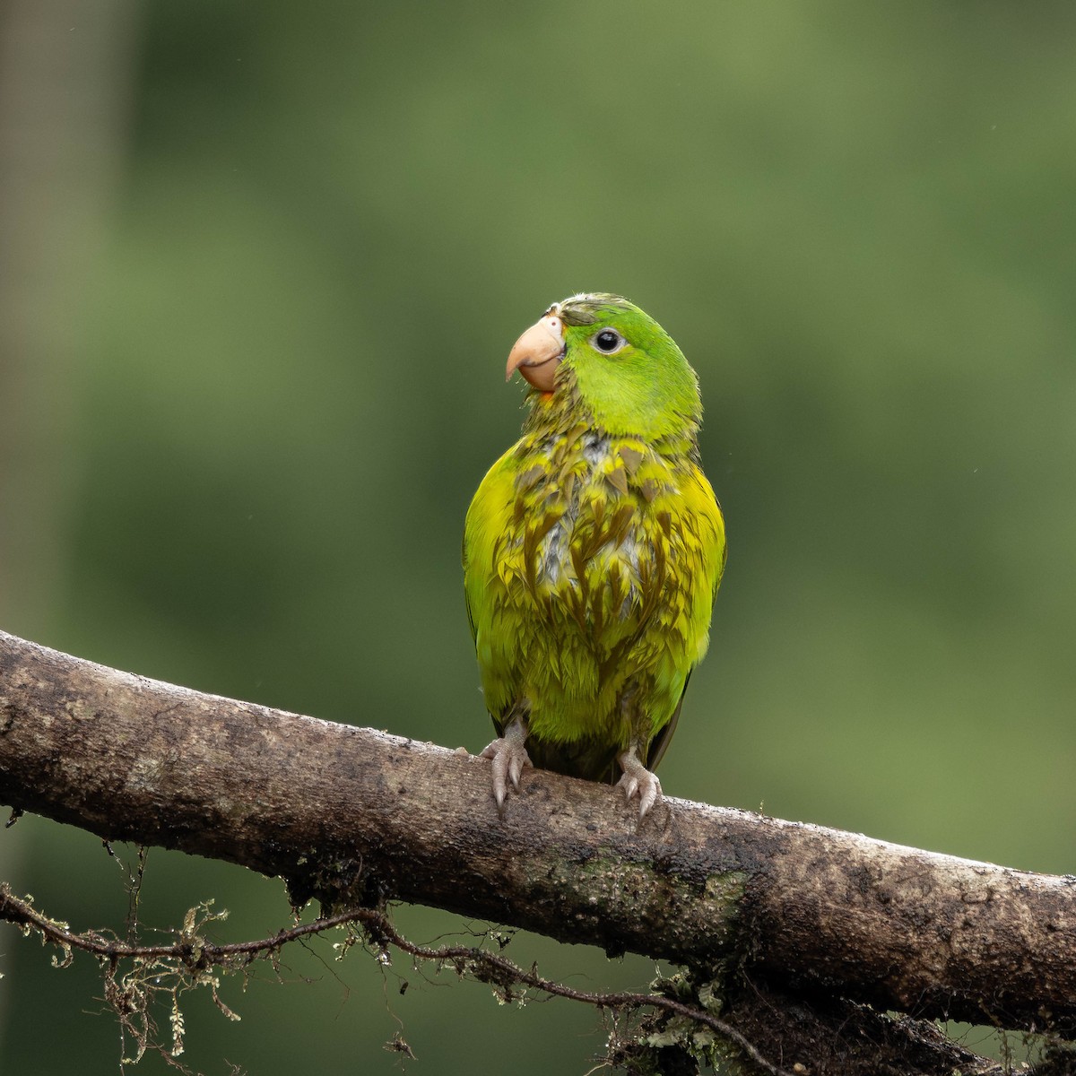 Orange-chinned Parakeet - ML646272636