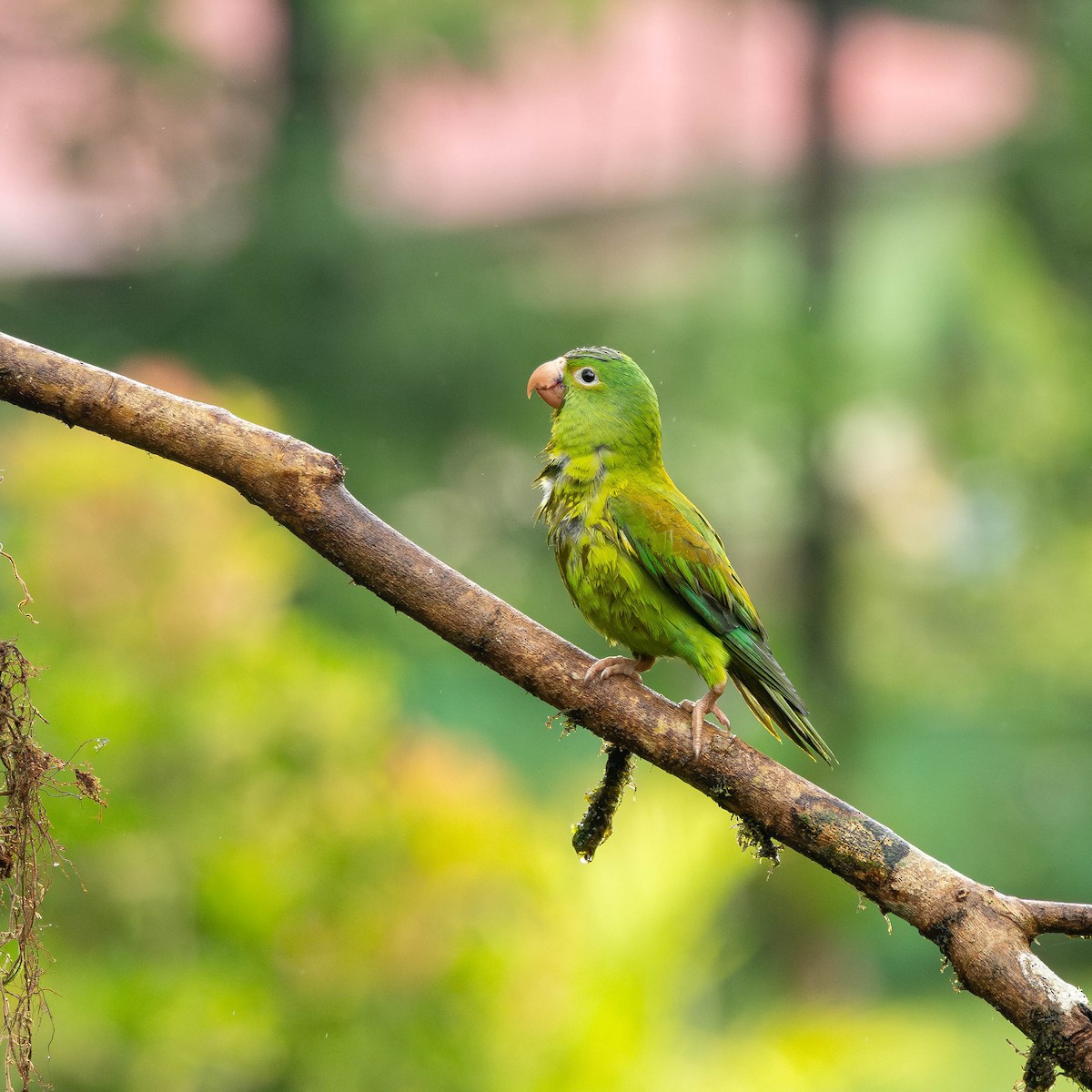 Orange-chinned Parakeet - ML646272637