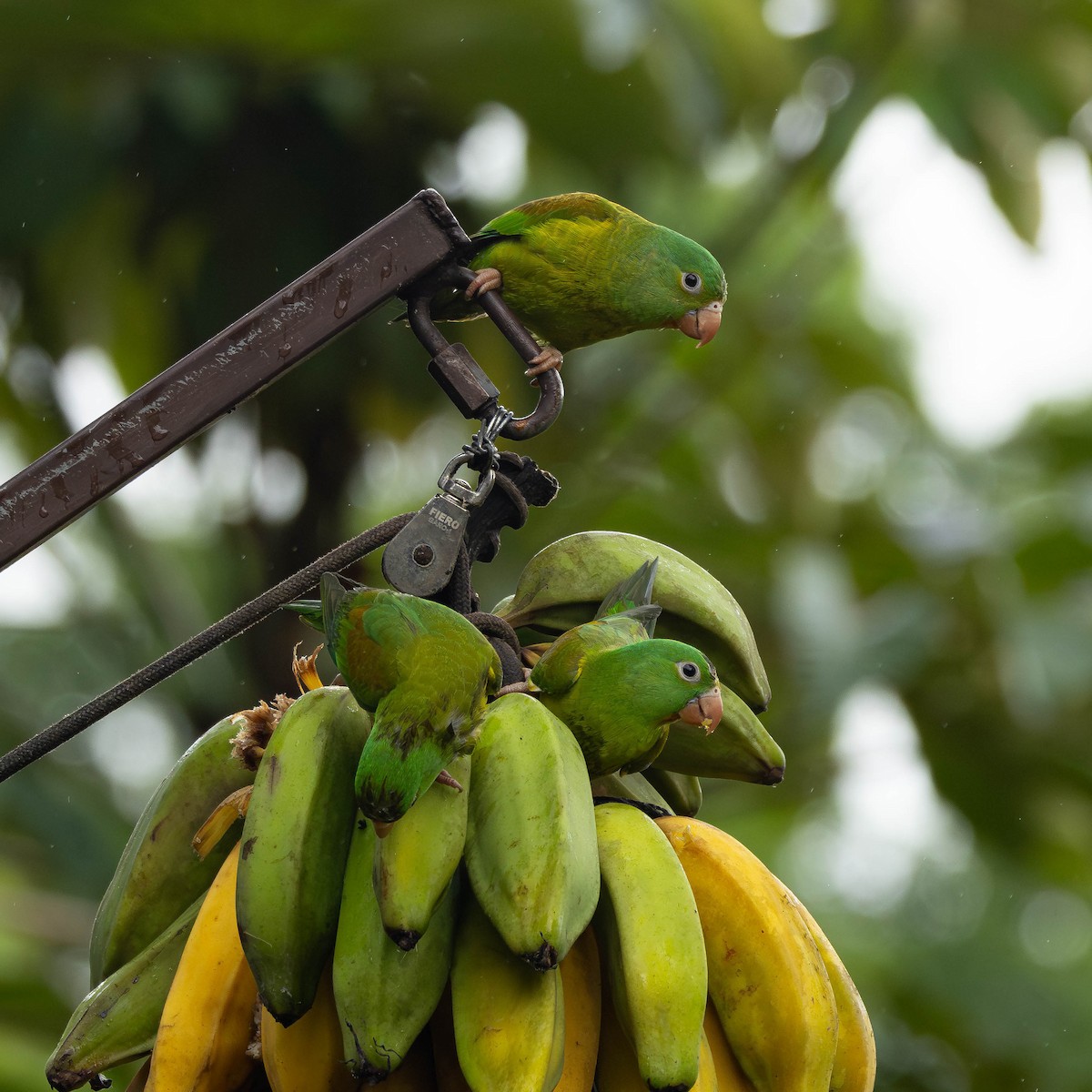 Orange-chinned Parakeet - ML646272638