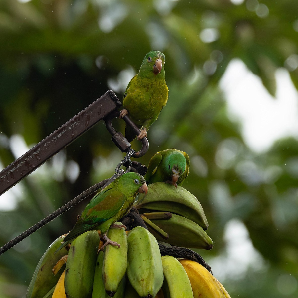 Orange-chinned Parakeet - ML646272639