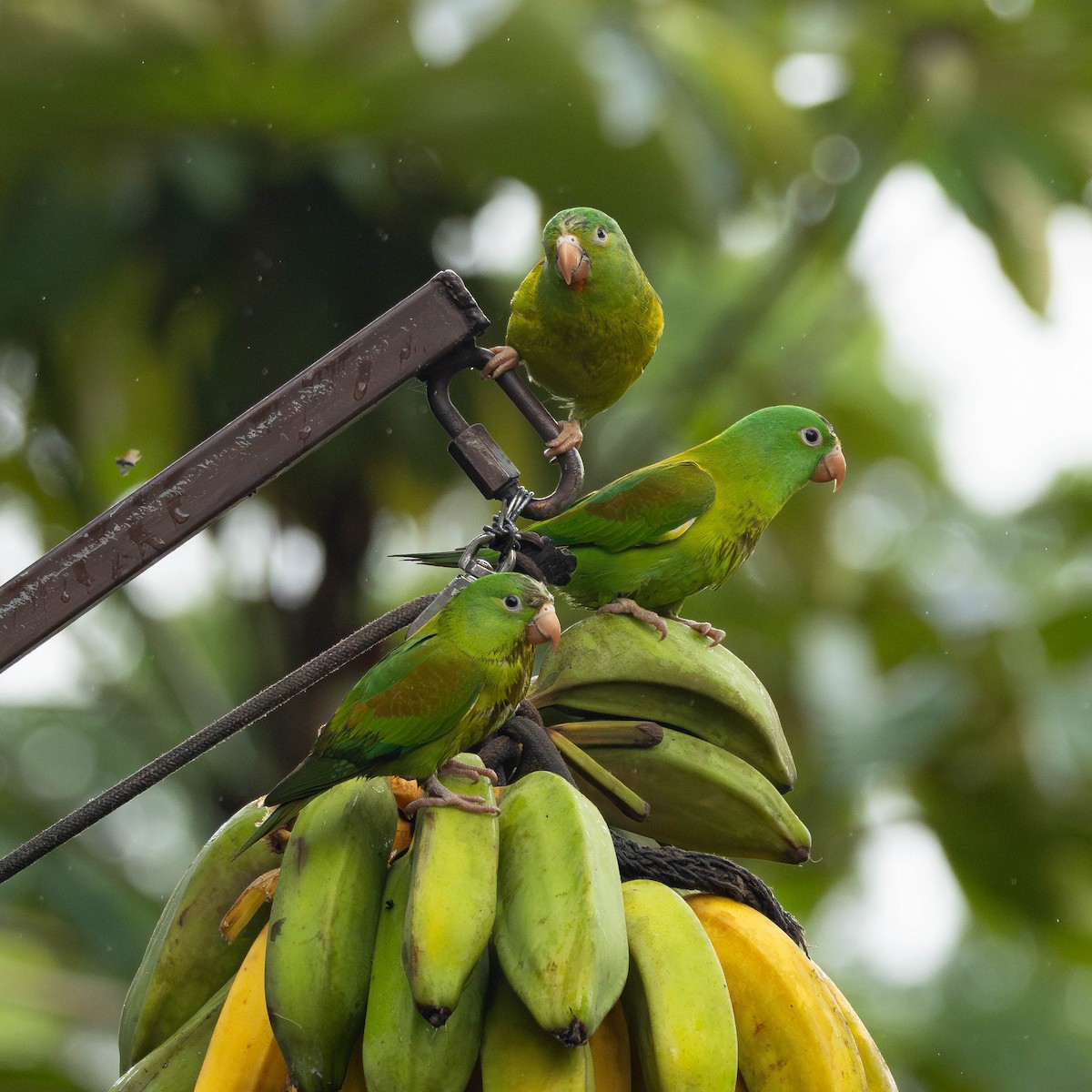 Orange-chinned Parakeet - ML646272640