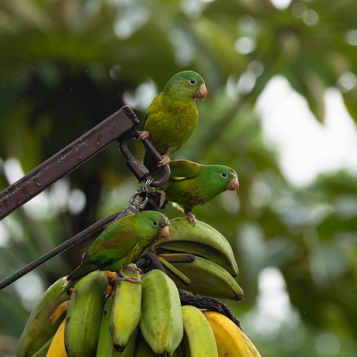 Orange-chinned Parakeet - ML646272641