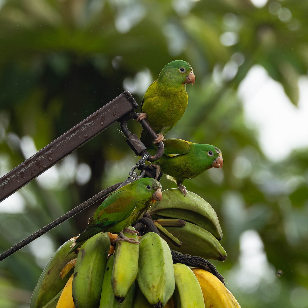 Orange-chinned Parakeet - ML646272642