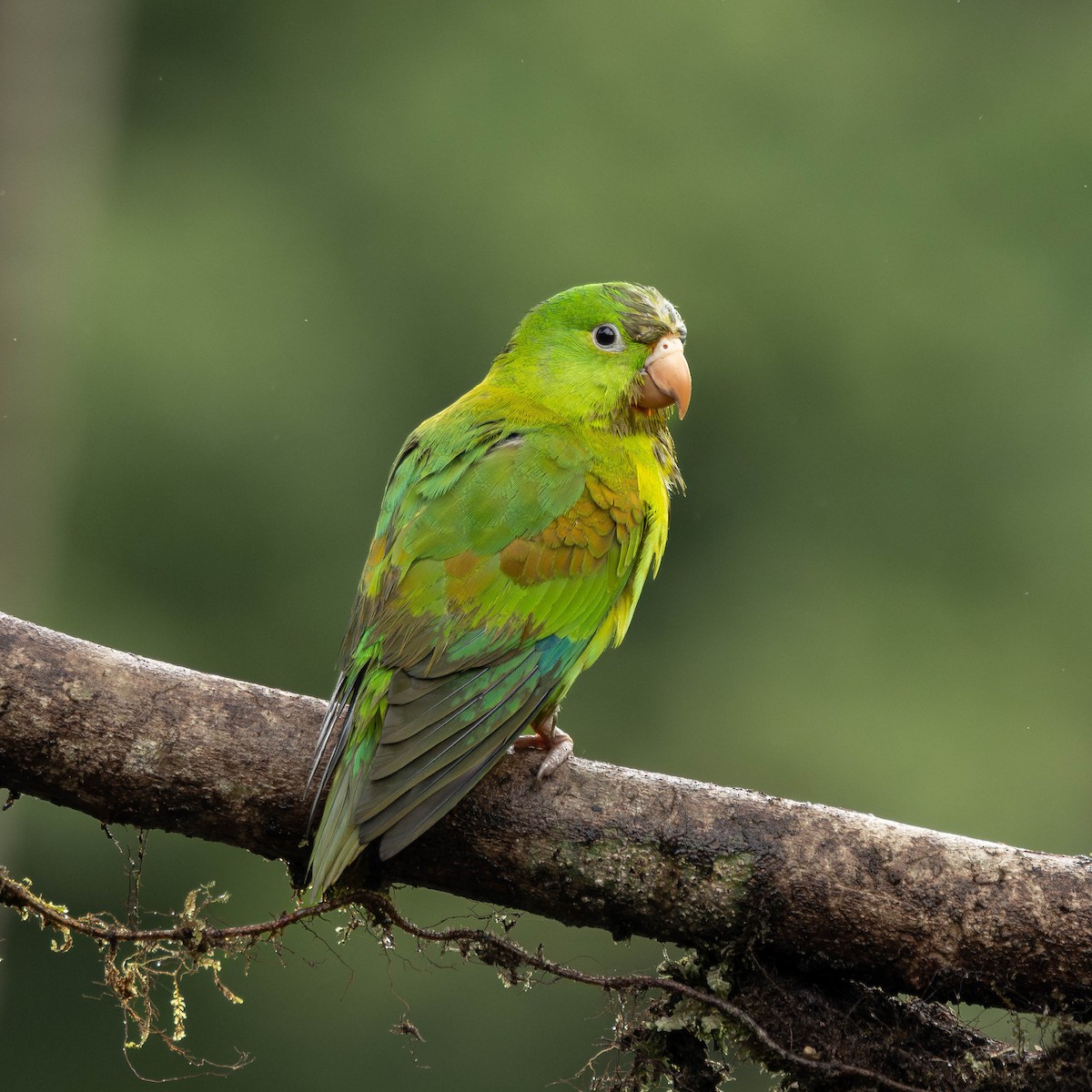Orange-chinned Parakeet - ML646272643