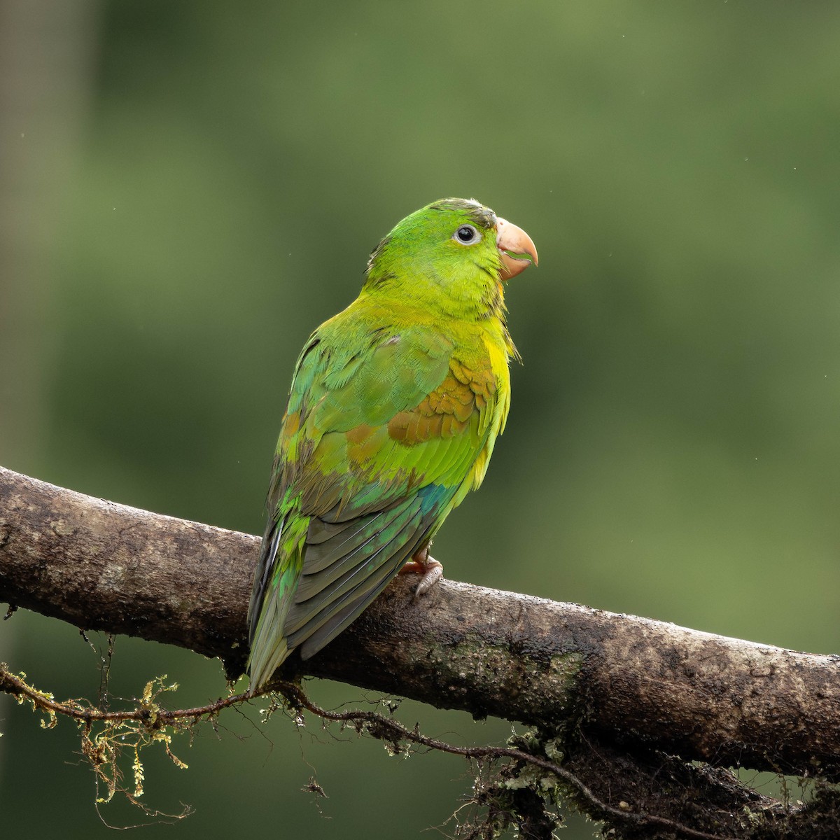 Orange-chinned Parakeet - ML646272644