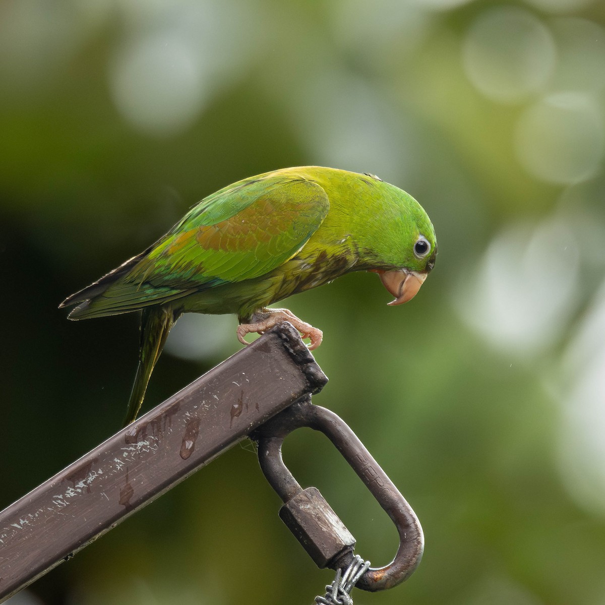 Orange-chinned Parakeet - ML646272645