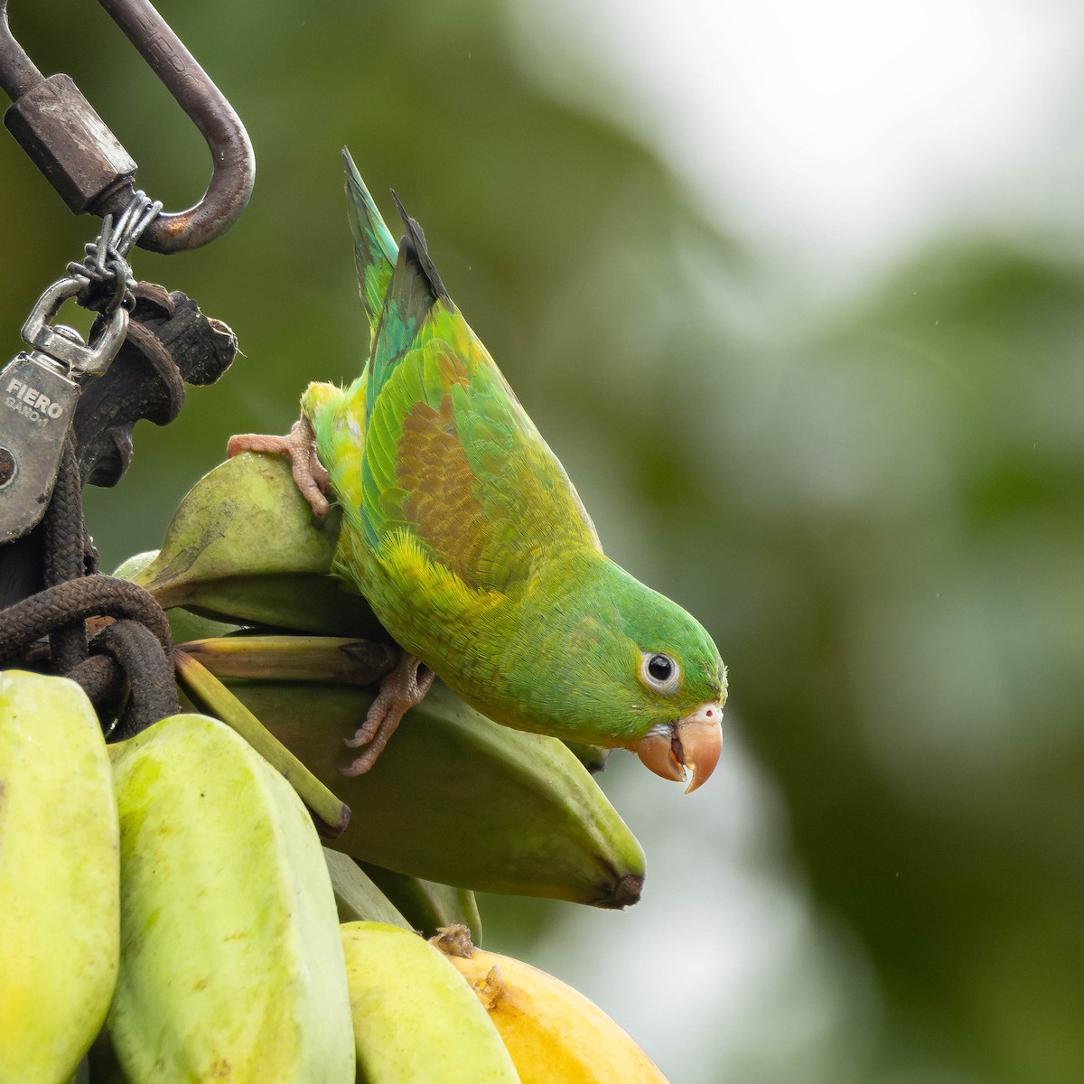 Orange-chinned Parakeet - ML646272646