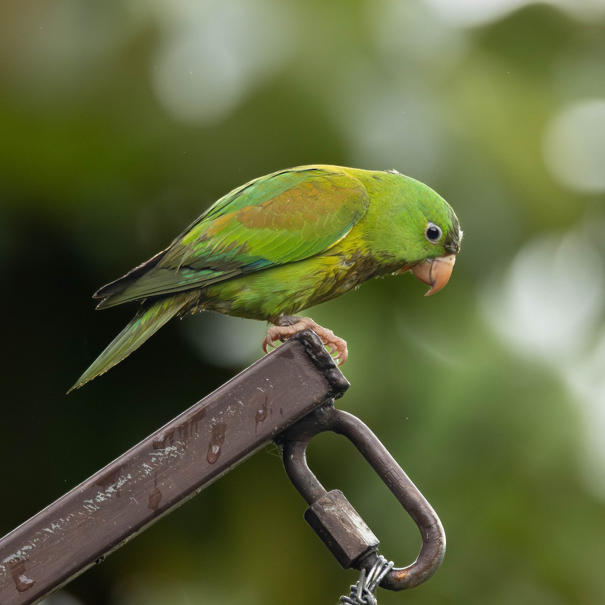Orange-chinned Parakeet - ML646272647