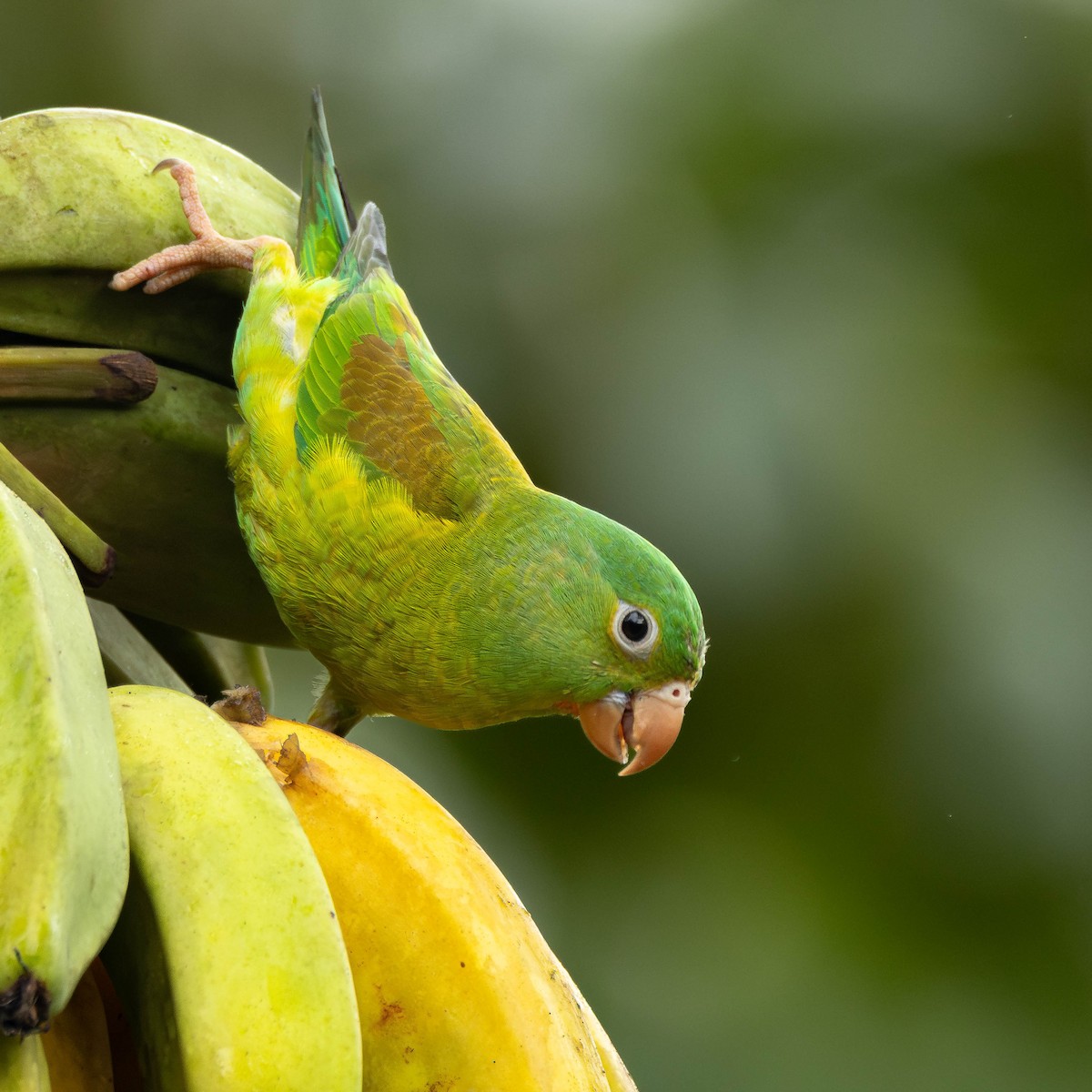 Orange-chinned Parakeet - ML646272648