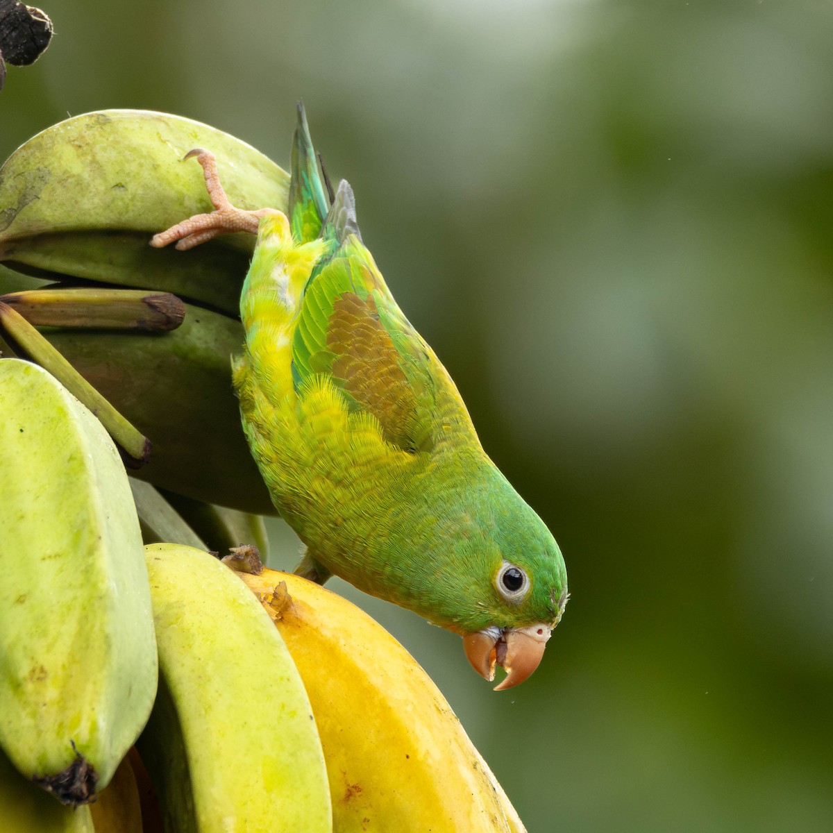 Orange-chinned Parakeet - ML646272649