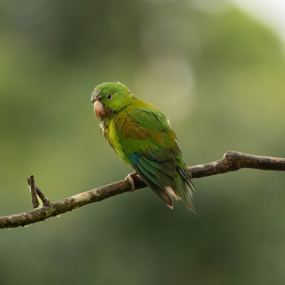 Orange-chinned Parakeet - ML646272650