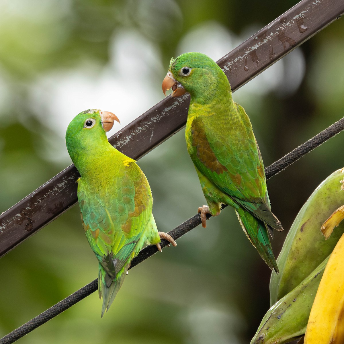 Orange-chinned Parakeet - ML646272651