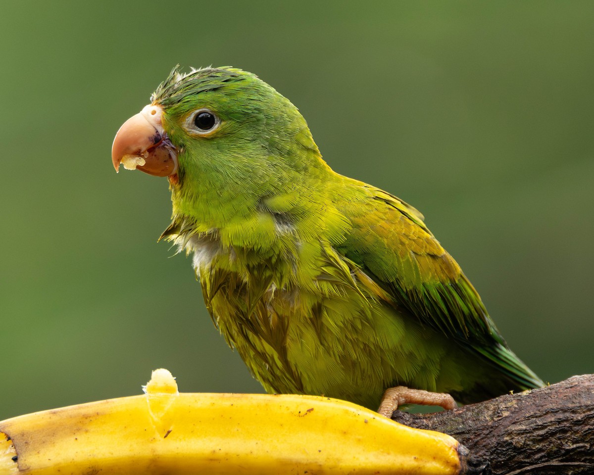 Orange-chinned Parakeet - ML646272652