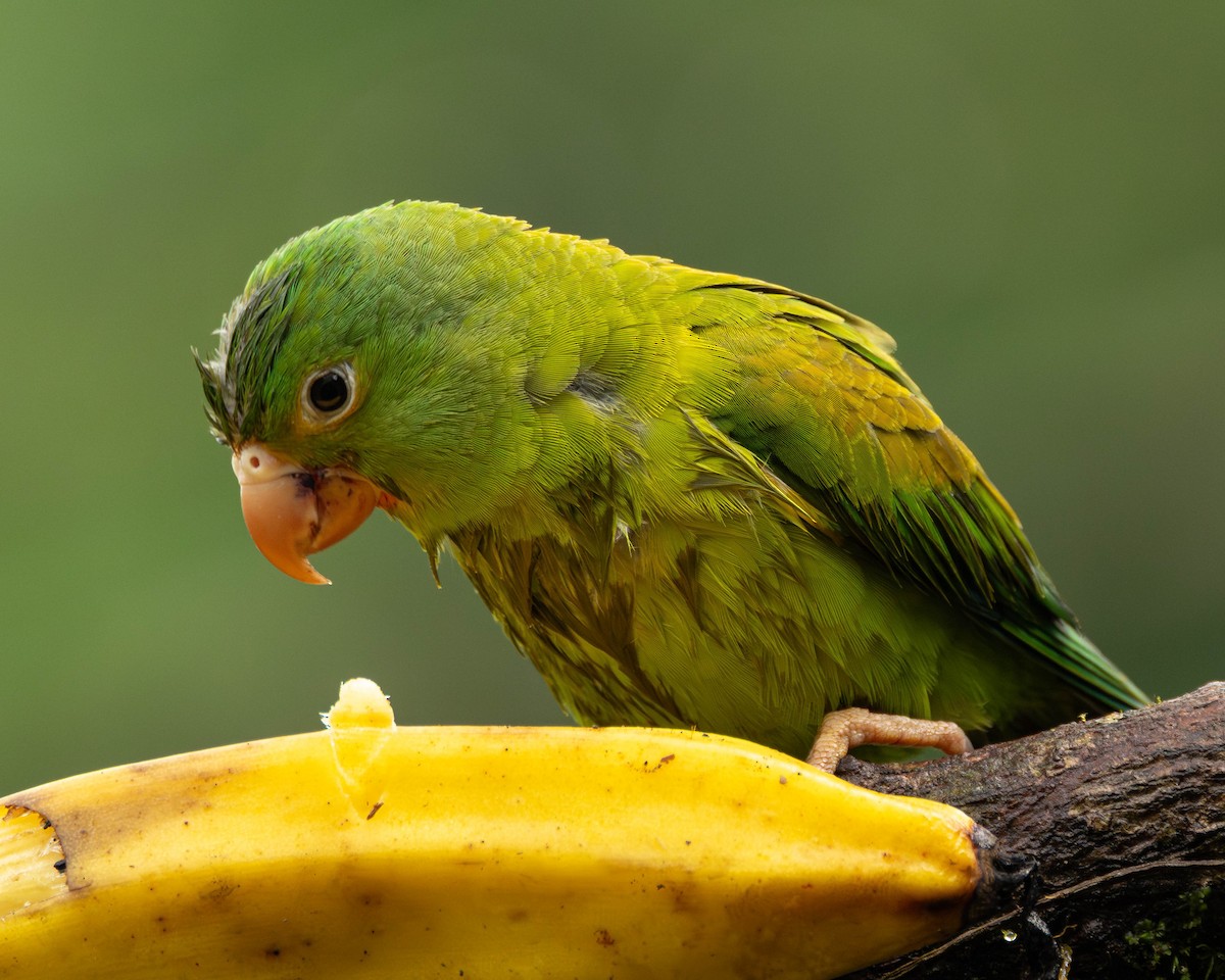 Orange-chinned Parakeet - ML646272653
