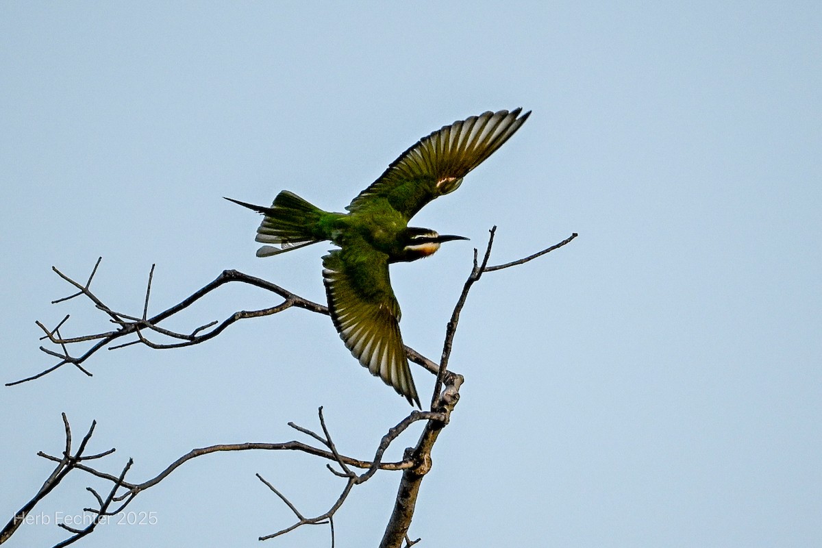 Olive Bee-eater - ML646272654