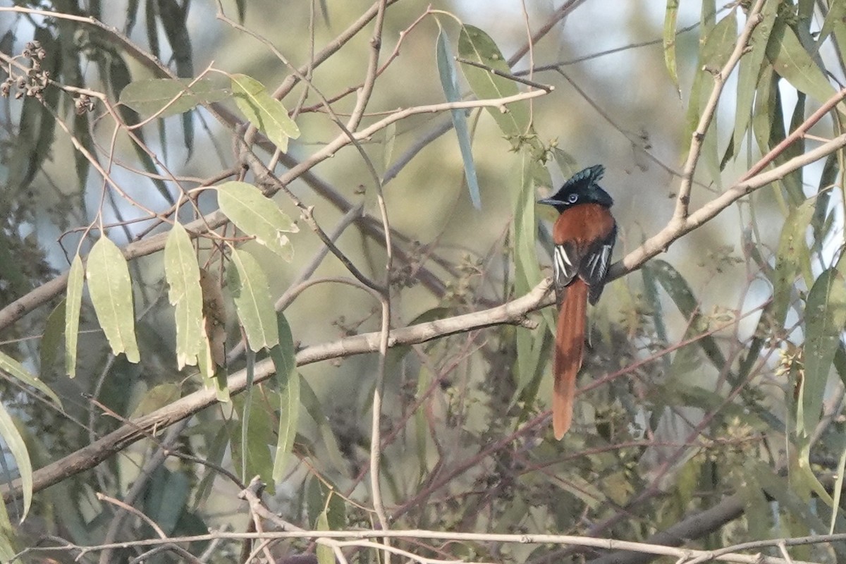 African Paradise-Flycatcher - ML646272655