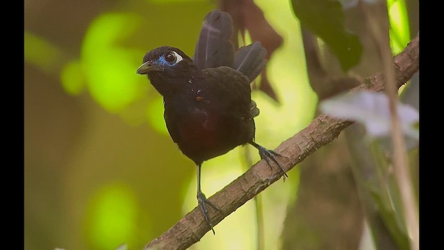 Blue-lored Antbird - ML646272663